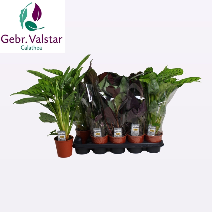 <h4>CALAT GEM 3 SRT</h4>