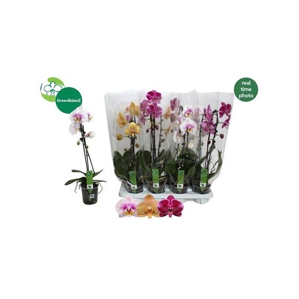 <h4>Phal El Cascade 1 Branche 6+</h4>