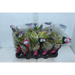 AGLAONEMA PINK AURORA P12