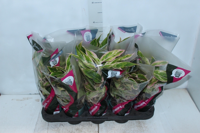 <h4>AGLAONEMA PINK AURORA P12</h4>