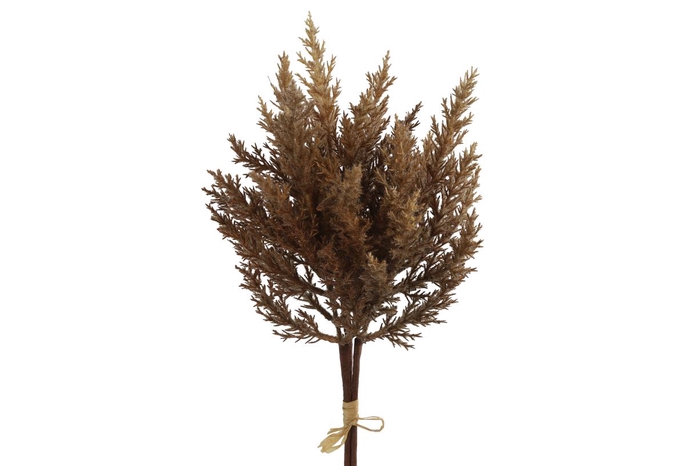 <h4>Af Astilbe L39cm Bruin</h4>