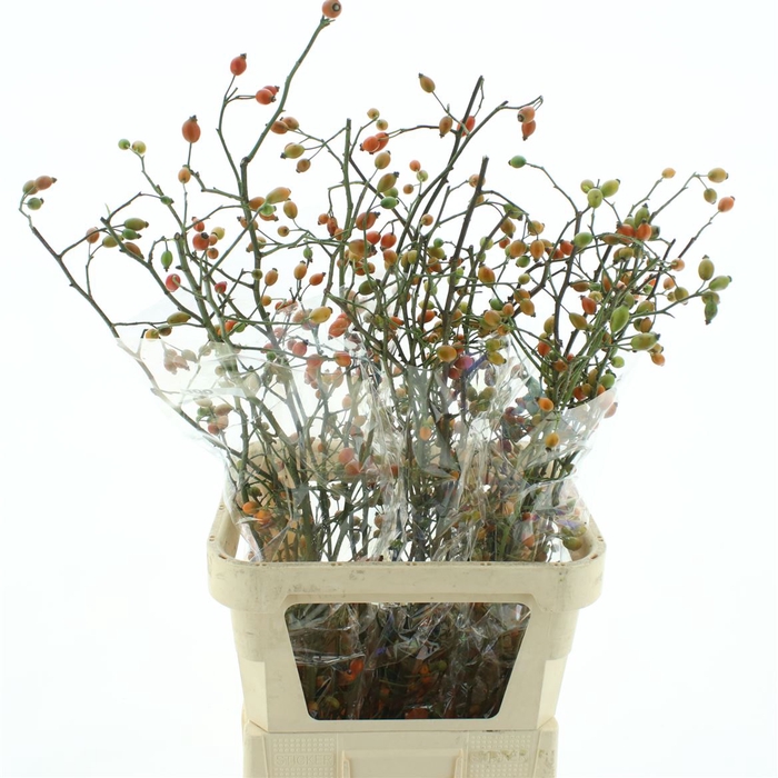 <h4>Rose Zaffiro</h4>