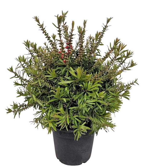 <h4>CALLISTEMON CITRINUS</h4>