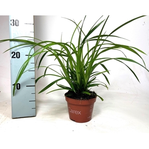 Carex Irish Green p10,5