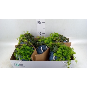 Arr. Kamerplant Groen L%