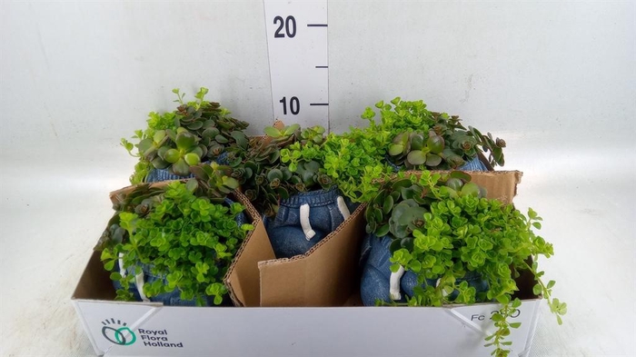 <h4>Arr.   Kamerplant Groen L%</h4>