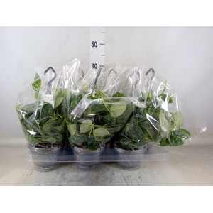 Scindapsus pictus 'Argyraeus'