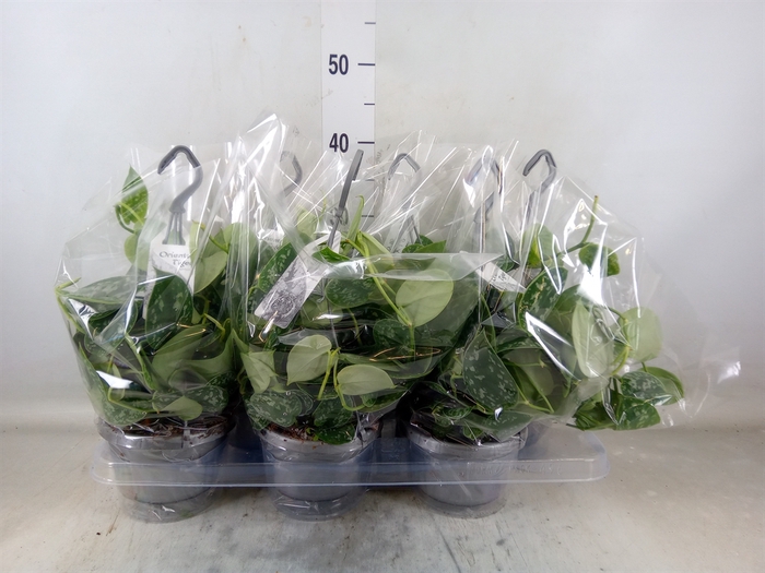 <h4>Scindapsus pictus 'Argyraeus'</h4>