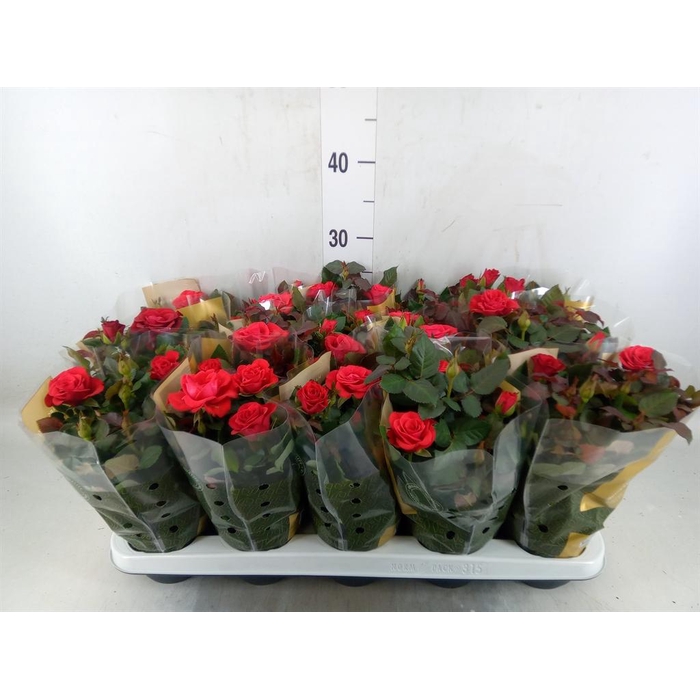 <h4>Rosa  'Red Mercedes Kordana'</h4>
