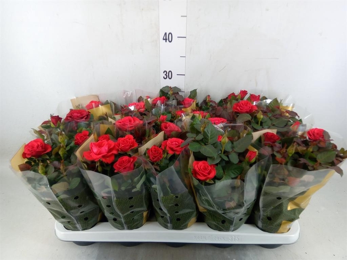 Rosa  'Red Mercedes Kordana'