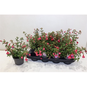 Fuchsia Heidi Ann