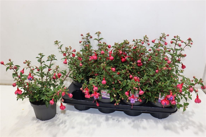 <h4>Fuchsia Heidi Ann</h4>