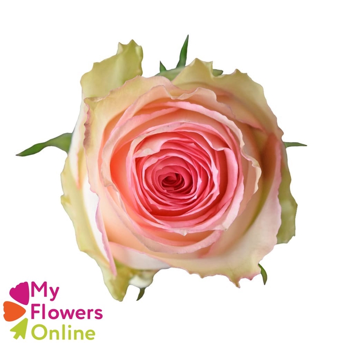<h4>R Gr Esperance Bicolor 60cm EC</h4>