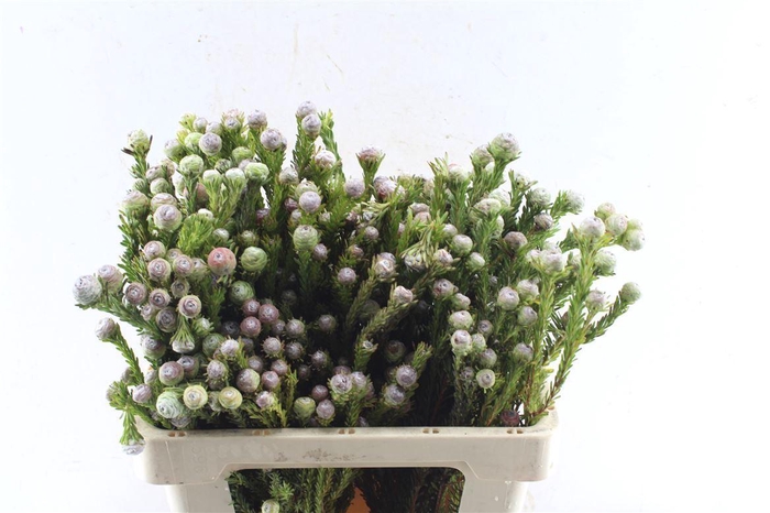 <h4>Kaaps Tortum Female</h4>