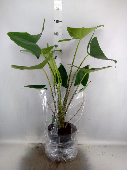 <h4>Alocasia zebrina</h4>