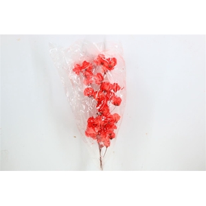 Dried Bougainvillea X5 55cm Red Bunch