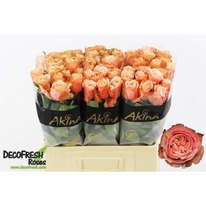 Rosa GR 'Kahala-Bb'