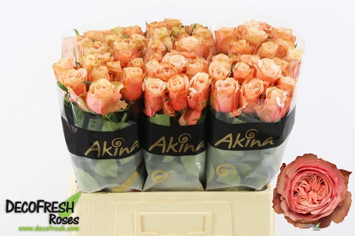 <h4>Rosa GR 'Kahala-Bb'</h4>