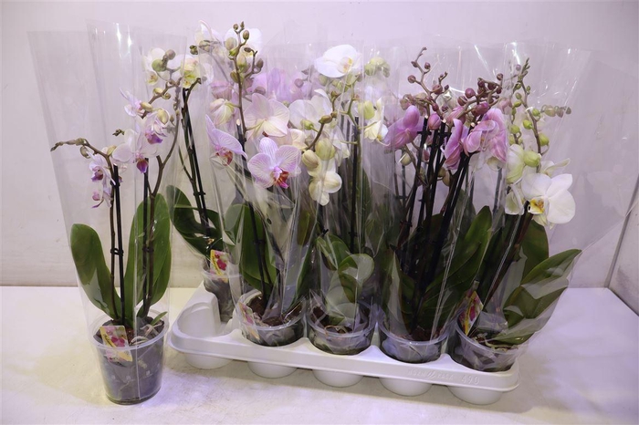 <h4>arr8 Phal Gem</h4>