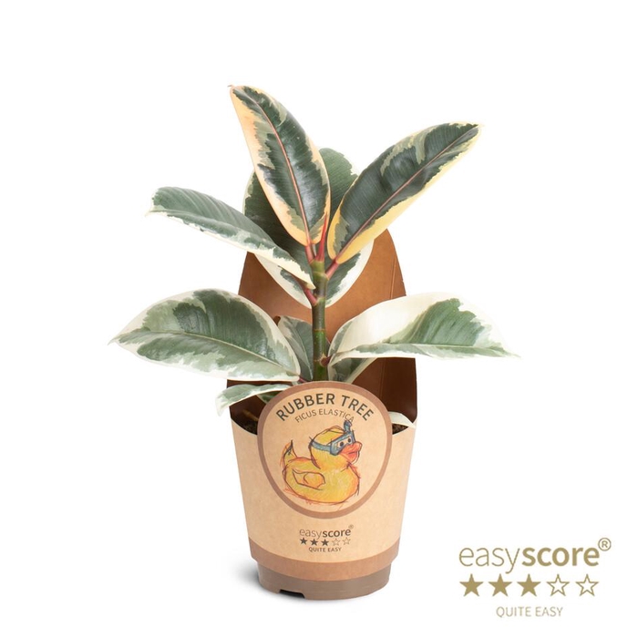 <h4>FICUS ELASTICA P11 TINEKE COVER</h4>