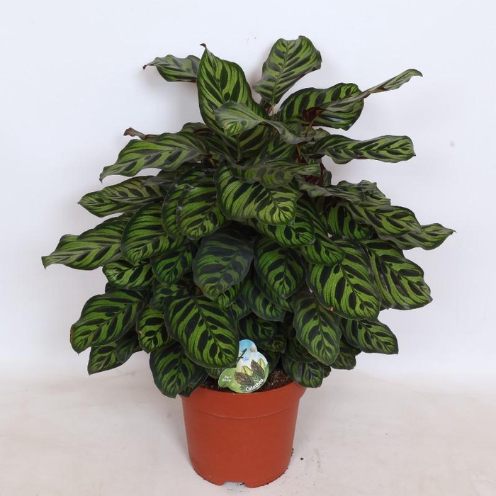 <h4>Calathea Makoyana</h4>