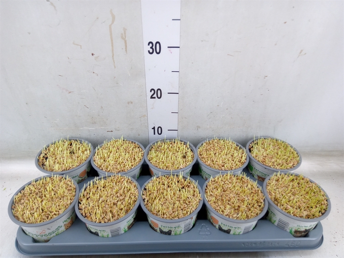 <h4>Hordeum sp.   ...kattegras zaai</h4>