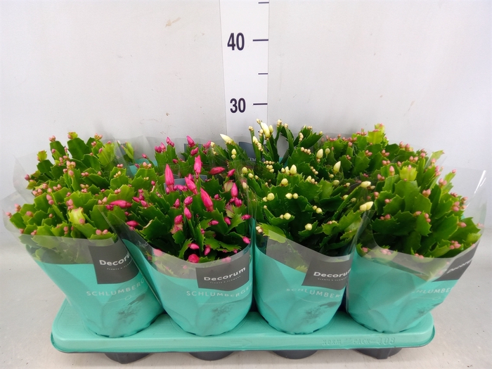 <h4>Schlumbergera   ...mix 4</h4>