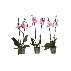 Phal Roze 2T14+