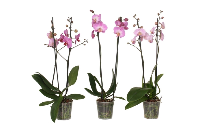 <h4>Phal Roze 2T14+</h4>