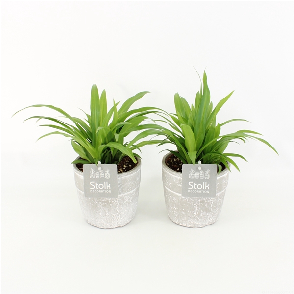 <h4>Chlorophytum Lemon in Stone Look Pot</h4>