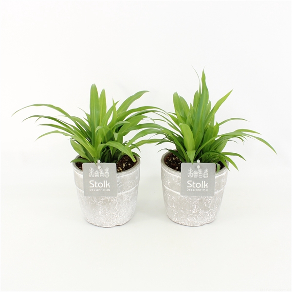 <h4>Chlorophytum comosum 'Lemon'</h4>