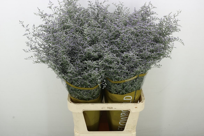<h4>Lim Misty Blue</h4>