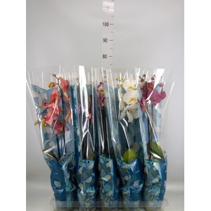 Phalaenopsis   ...mix  5