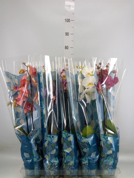 <h4>Phalaenopsis   ...mix  5</h4>