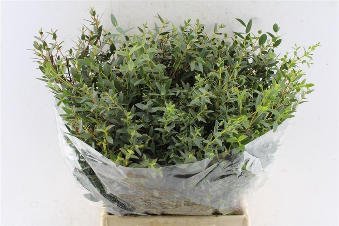 <h4>Euca Parvi Short 150 Gram</h4>