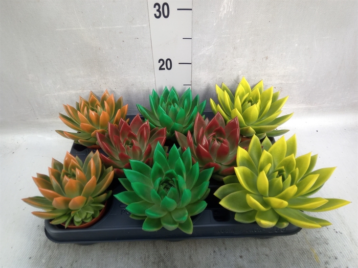 <h4>Echeveria  'Miranda'</h4>