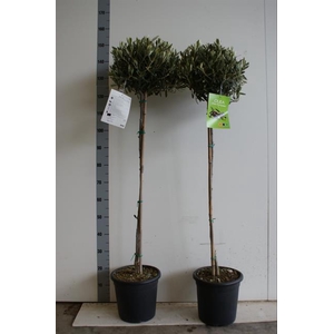 Olea europaea 25Ø 160cm