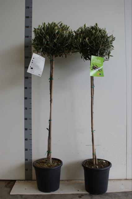 Olea europaea 25Ø 160cm