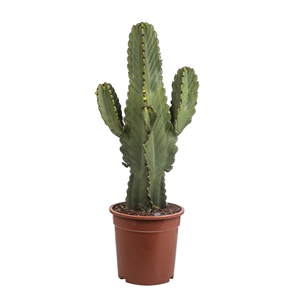 <h4>EUPHORBIA INGENS - POT Ø 24 (SUCCULENTEN)</h4>