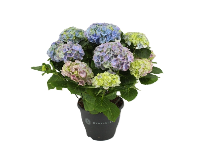 <h4>Hydrangea Hi River blue (Hortensia)</h4>