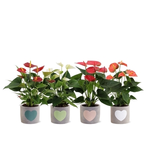 Anthurium 4 color mix in Jolijn 3 ceramics