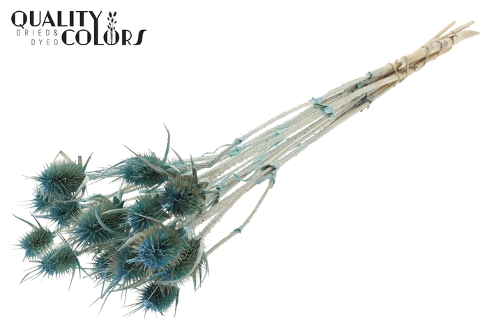<h4>Cardi Distel 10pc/bunch 55cm Pearl Light Blue</h4>
