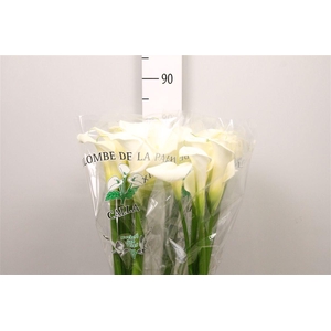 Zant Ae Colombe Paix