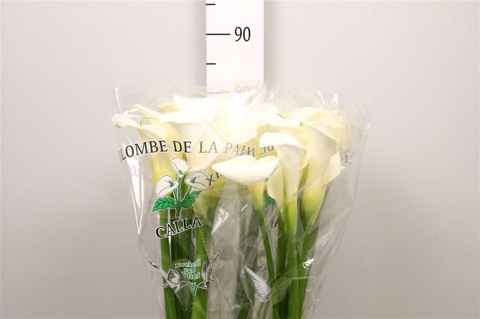 Zant Ae Colombe Paix