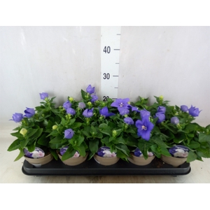 Platycodon grand. 'Astra Blue'