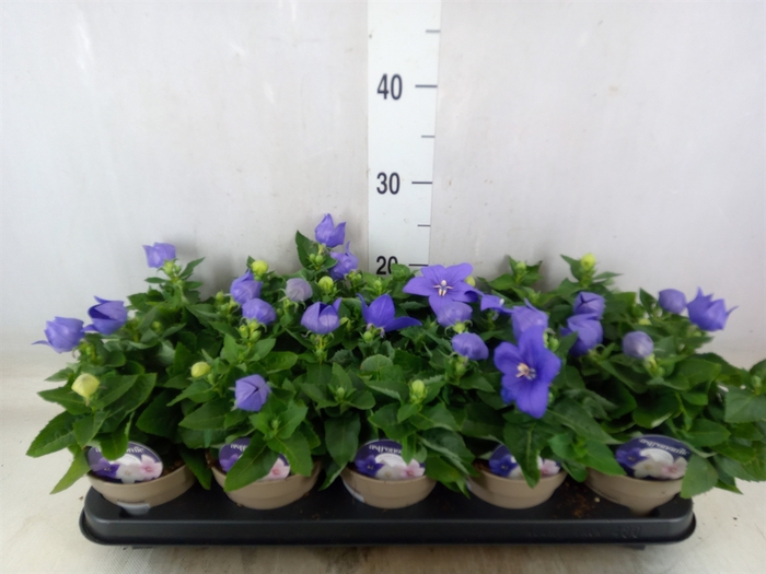 <h4>Platycodon grand. 'Astra Blue'</h4>