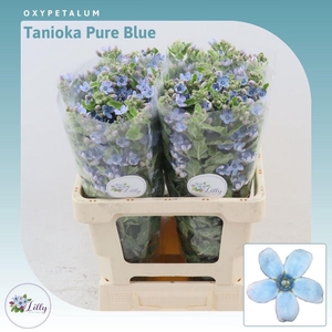 Oxypetalum Tanioka Pure Blue