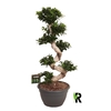 Ficus Mi Overig bonsai Ginseng S-Type