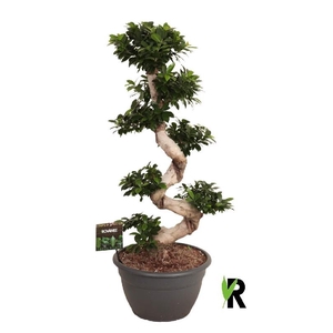 Ficus Mi Overig bonsai Ginseng S-Type