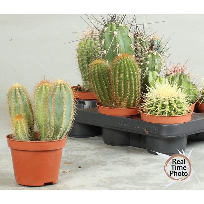 <h4>CACTUS OV</h4>